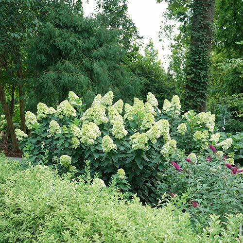 Limelight Prime® Panicle Hydrangea