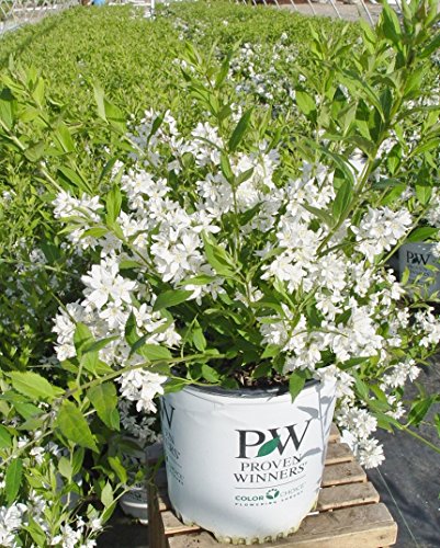 Yuki Snowflake® Deutzia