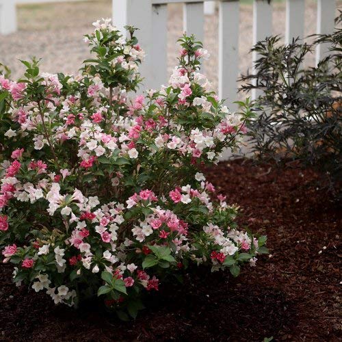 Czechmate Trilogy® Weigela