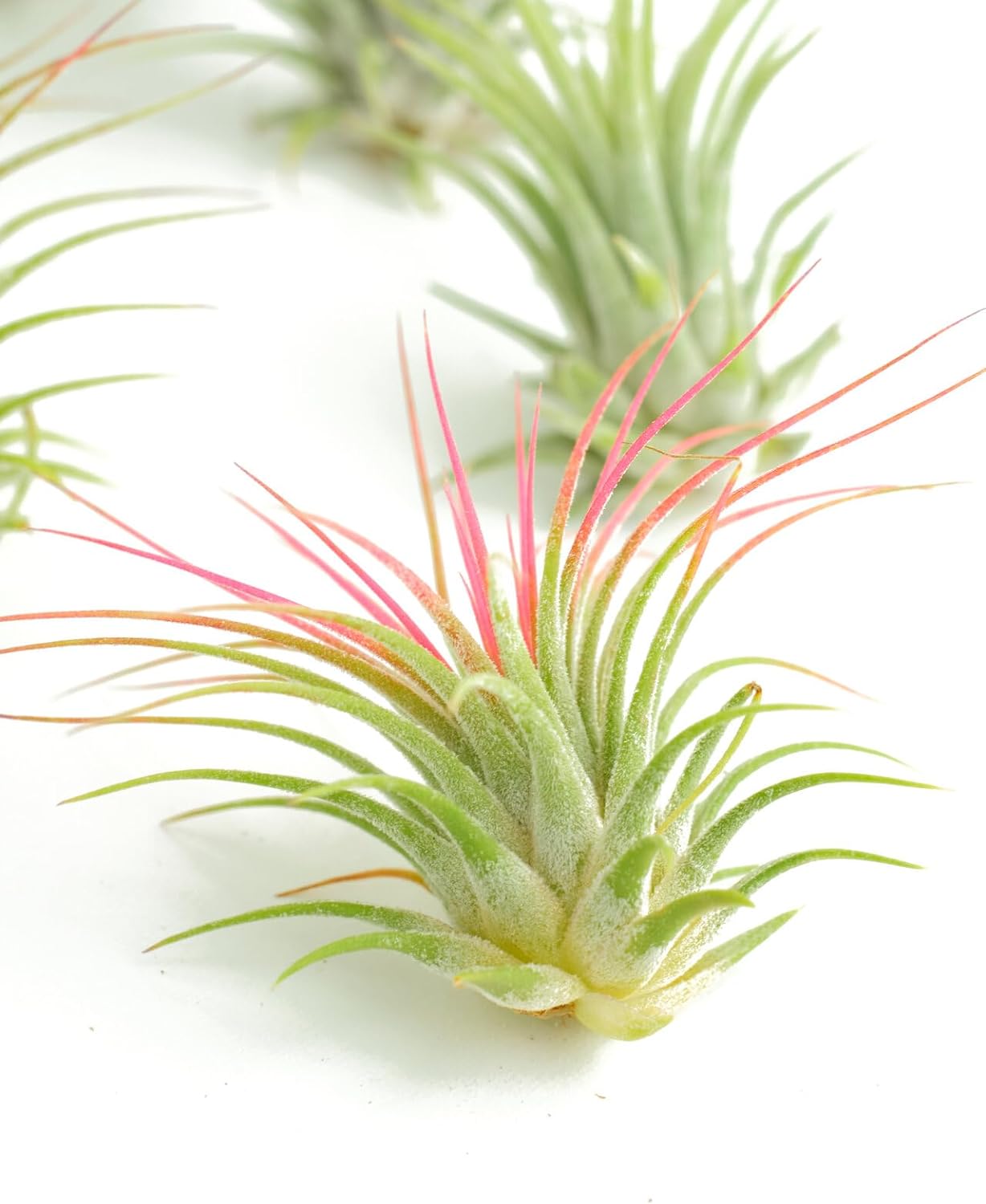 Tillandsia Ionantha Air Plant Collection