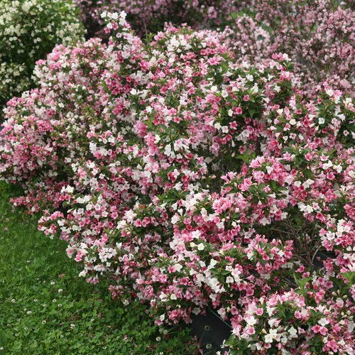 Czechmate Trilogy® Weigela