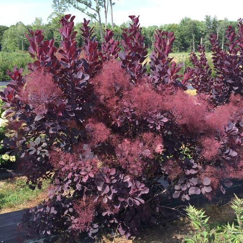 Winecraft Black® Smokebush