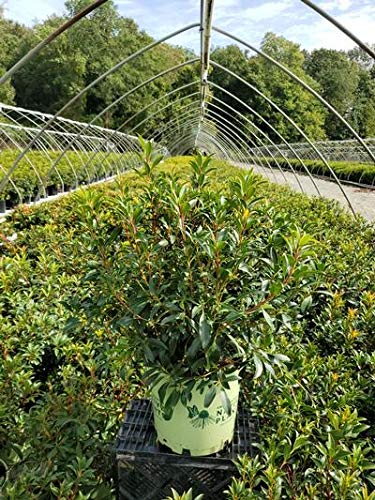 Pink Charm Mountain Laurel