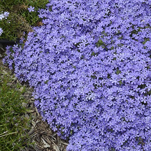 Violet Pinwheels Creeping Phlox