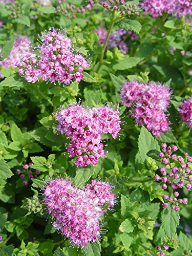 Little Princess Spirea