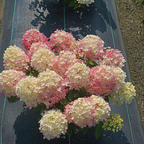 Fire Light Tidbit® Panicle Hydrangea