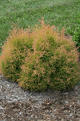 Fire Chief™ Globe Arborvitae