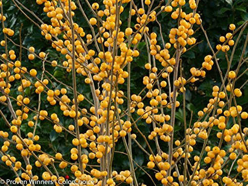 Berry Heavy® Gold Winterberry