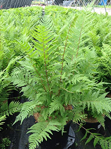 Lady in Red Lady Fern