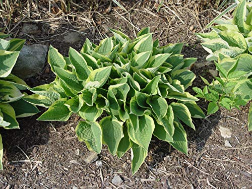 Frances Williams Hosta