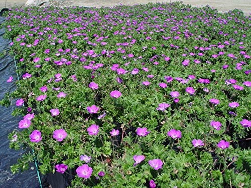 New Hampshire Cranesbill Geranium