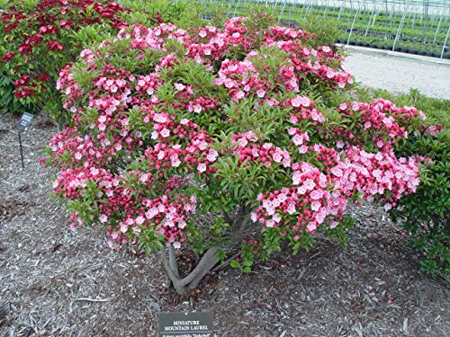 Tinkerbell Mountain Laurel