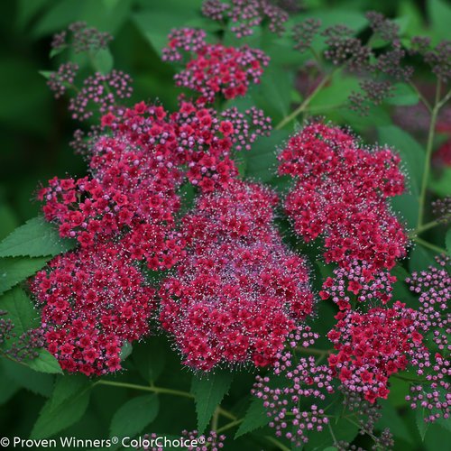 Double Play® Red Spirea