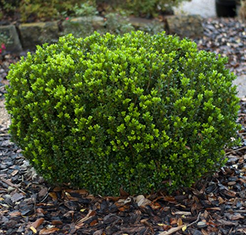 Baby Gem Boxwood