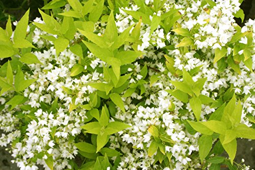 Chardonnay Pearls® Deutzia