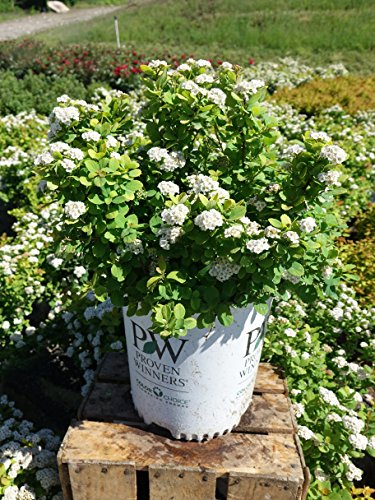 Glow Girl® Birchleaf Spirea