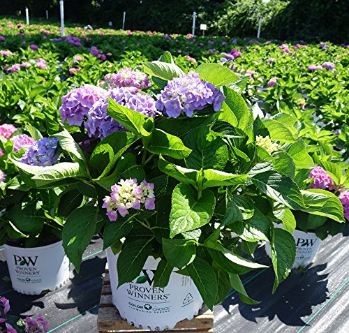 Let's Dance® Blue Jangles® Reblooming hydrangea