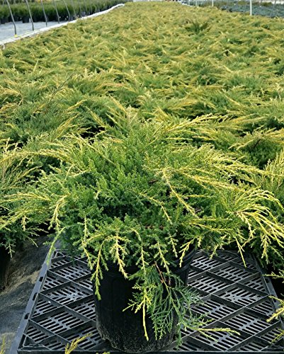 Gold Star® Juniper