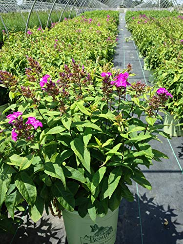 Blue Paradise Garden Phlox