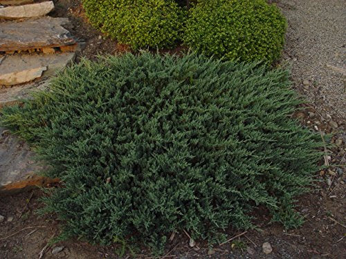 Blue Chip Creeping Juniper