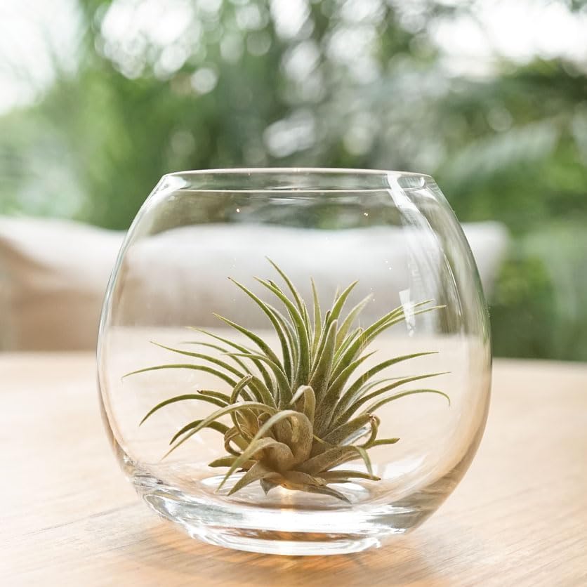 Tillandsia Ionantha Air Plant Collection