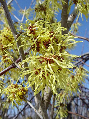 Arnolds Promise Witch Hazel