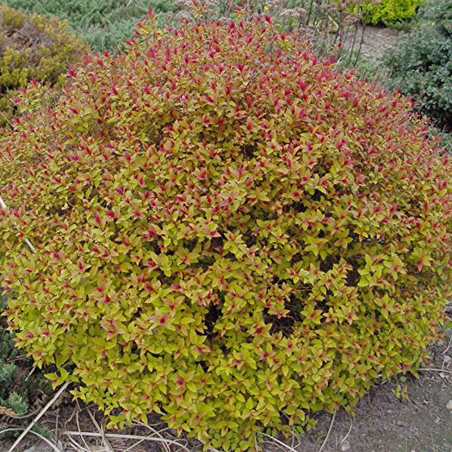 Magic Carpet Spiraea