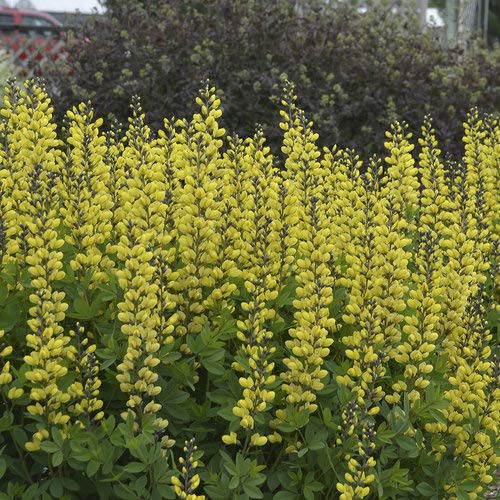 Lemon Meringue False Indigo