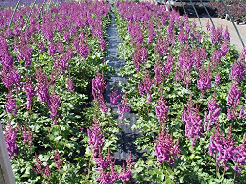 Visions Chinese Astilbe