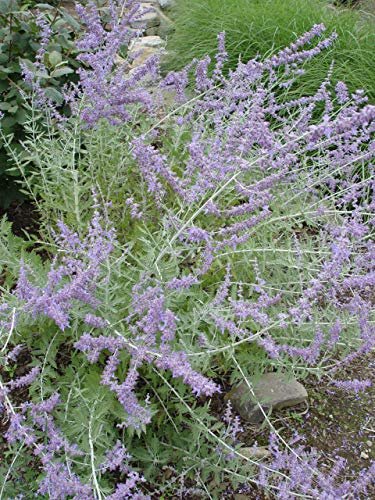 Denim 'n Lace Russian Sage