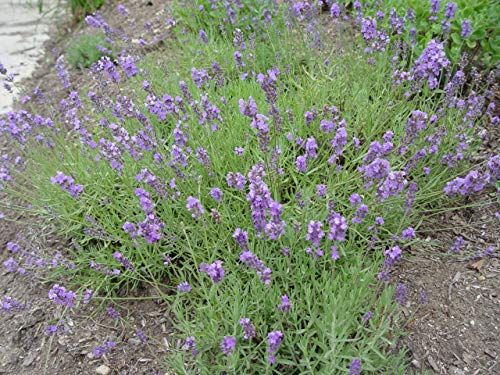 Munstead Strain Lavender