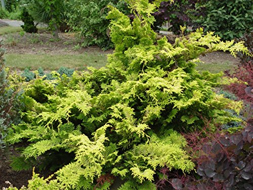 Cripps Golden Hinoki Cypress