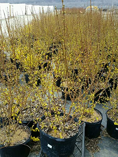 Lynwood Gold Forsythia