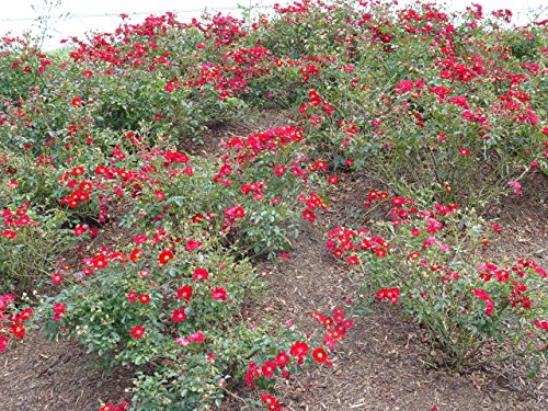 Red Flower Carpet Rose