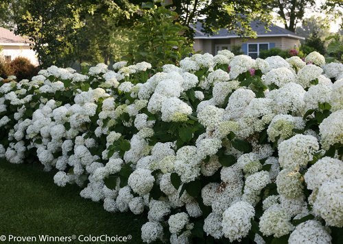 Incrediball® Hydrangea