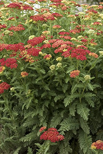 Strawberry Seduction Yarrow