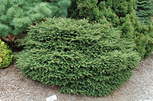 Birds Nest Spruce