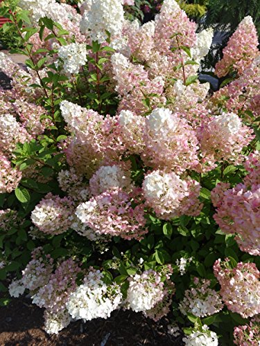 Strawberrry Sundae® Hydrangea