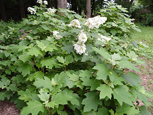 Snow Queen™ Oakleaf Hydrangea