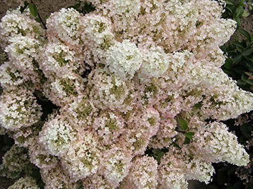 Bobo® Hardy Hydrangea