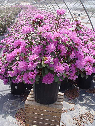 PJM Elite Rhododendron