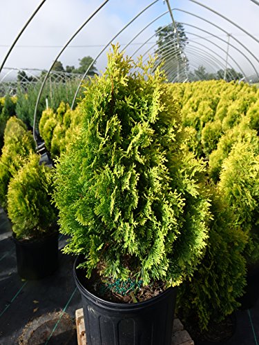 Amber Gold Arborvitae