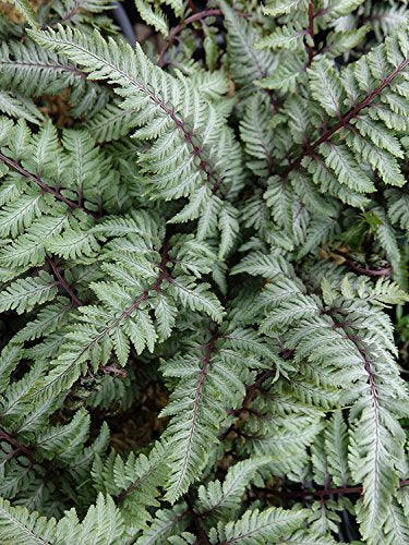 Japanese Painted Fern