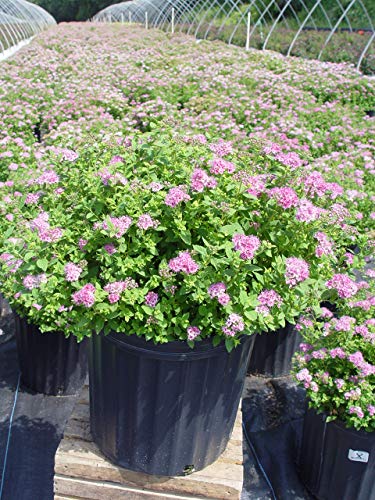 Little Princess Spirea