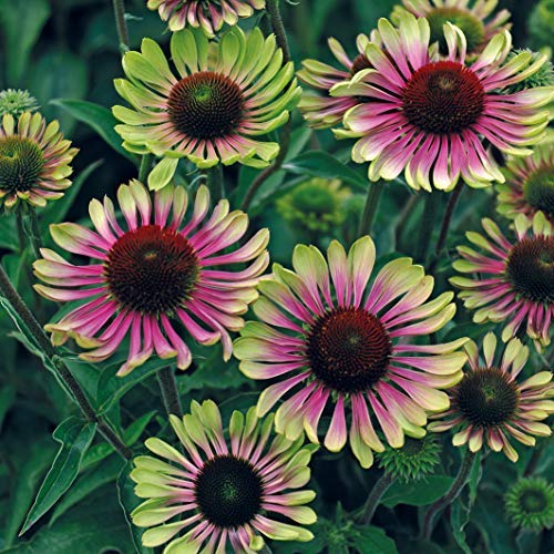 Green Twister Coneflower