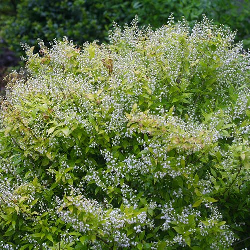 Chardonnay Pearls® Deutzia