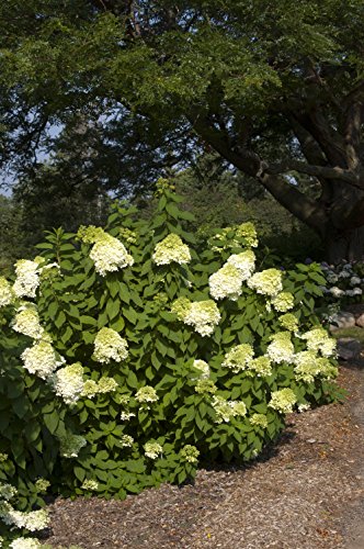 Strawberrry Sundae® Hydrangea