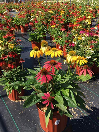 Cheyenne Spirit Coneflower