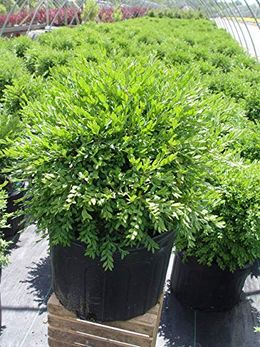 Green Gem Boxwood