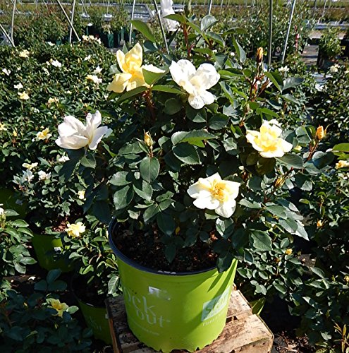 Sunny Knock Out® Rose